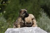 CAIRN TERRIER 459
